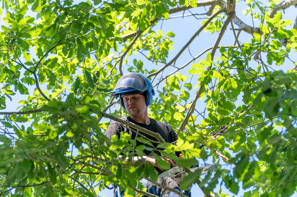 Tree Preservation and Health Care